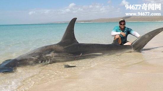 世界上最大的虎鲨，澳大利亚虎鲨(623公斤堪比卡车)