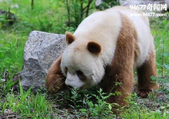 世界上最罕见的大熊猫，棕色大熊猫全世界仅5只(变异)