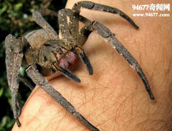 世界十大剧毒蜘蛛，变异漏斗网蜘蛛最致命