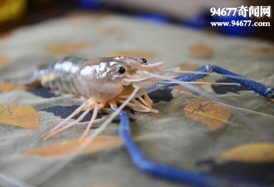 世界上养殖量最高的虾类，罗氏沼虾(淡水虾王)