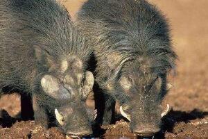 世界上最强悍的猪，巨林猪能秒杀猎豹(粪便高1.1米)