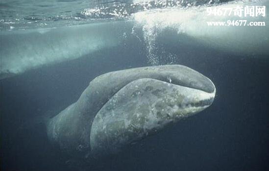鲸鱼图片大全，世界上最大的鲸鱼图片