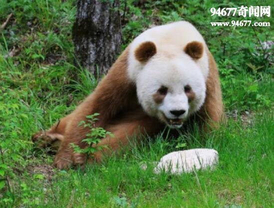 世界上最罕见的大熊猫，棕色大熊猫全世界仅5只(变异)