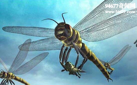 世界上最大的蜻蜓，巨脉蜻蜓(2亿年前已灭绝)