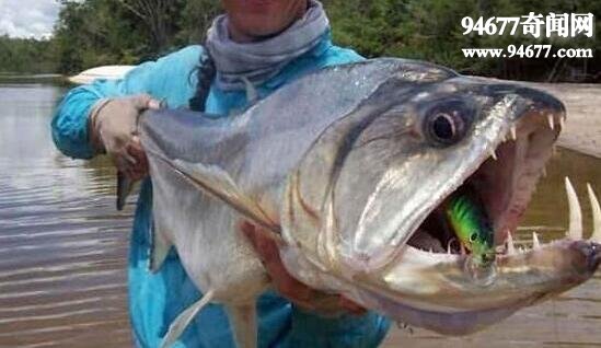世界上最恐怖的鱼，吸血鬼鱼(牙齿锋利敏目狰狞)