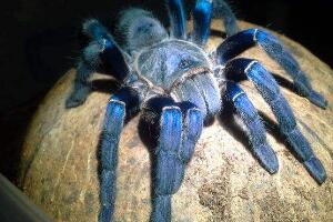 世界十大巨型蜘蛛，能捕鸟捉蛇的恐怖蜘蛛
