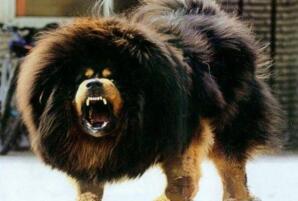 盘点世界十大猎犬排名，中国藏獒居榜首(当之无愧)