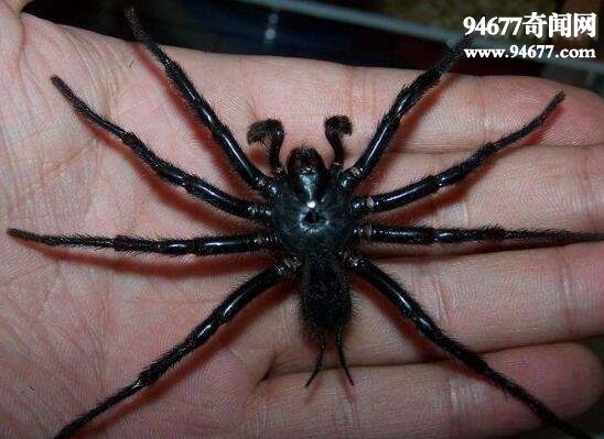 世界十大巨型蜘蛛，能捕鸟捉蛇的恐怖蜘蛛