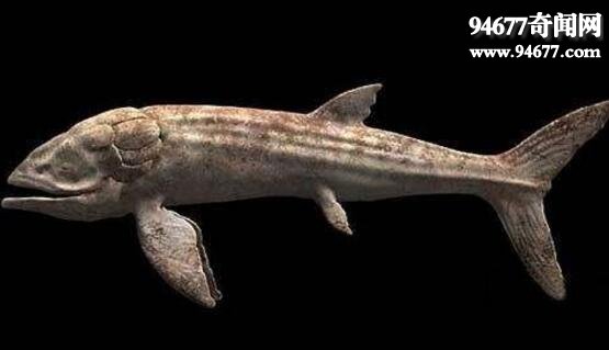 世界上最大的鱼，利兹鱼(长达16.5米/21.5吨已灭绝)