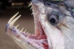 世界上最恐怖的鱼，吸血鬼鱼(牙齿锋利敏目狰狞)