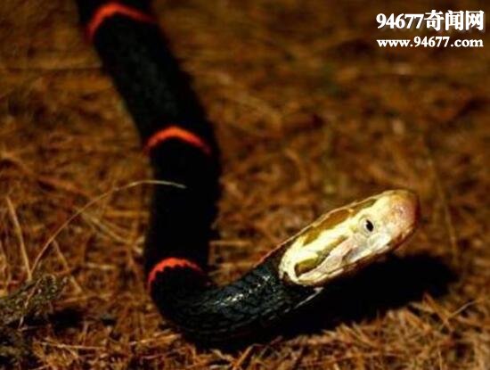 中国最毒的蛇，喜玛拉雅白头蛇(咬住不松口)