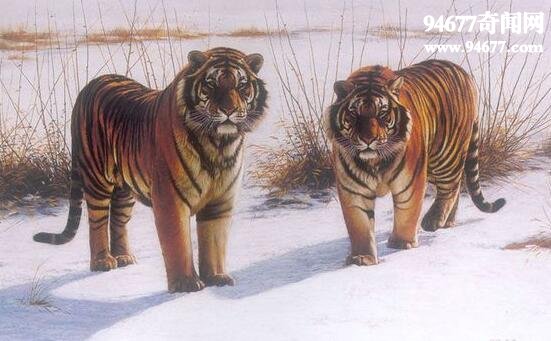 地球史上最大的猫科动物，巨虎(重800公斤)