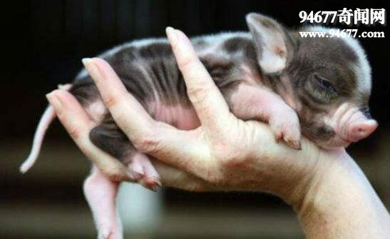 世界上最小的猪，微型猪(长0.6米只有茶杯那么大)