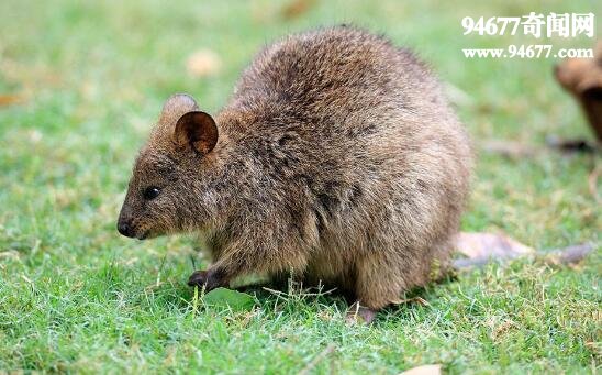 世界上最小的袋鼠，短尾矮袋鼠(体高不过60厘米)