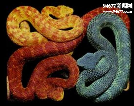 世界上最奇异的蛇，香蛇(散发避虫体香)