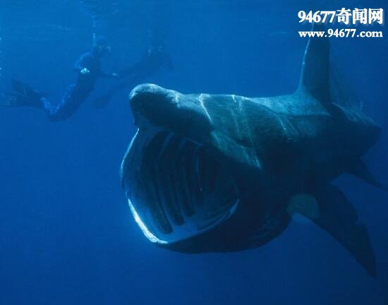 世界上最温和的鲨鱼，姥鲨(专吃浮游生物)