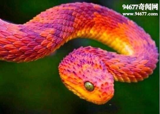 世界上最奇异的蛇，香蛇(散发避虫体香)