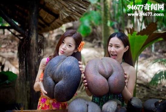 世界上最大的果实，海底椰(催情圣果)