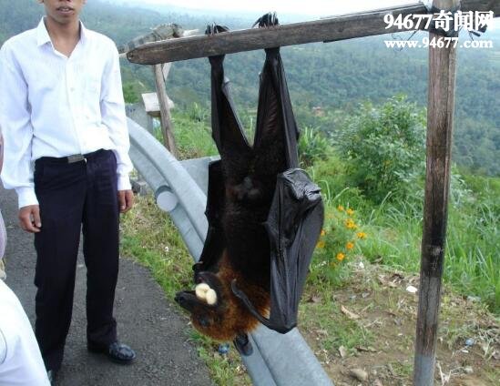 盘点世界上最大的巨型蝙蝠，马来大狐蝠(翼展2米)