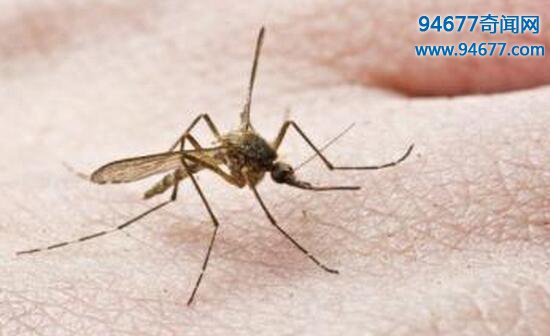 中国发现世界上最大的蚊子，120万只蚊子能吸干人血