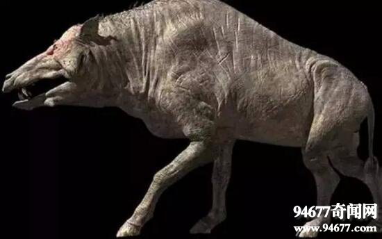 地球史上最大的猪，巨猪敢和恐龙硬碰硬