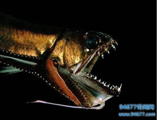 世界上最恐怖的海底生物，深海龙鱼凶残至极