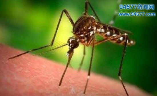 中国发现世界上最大的蚊子，120万只蚊子能吸干人血