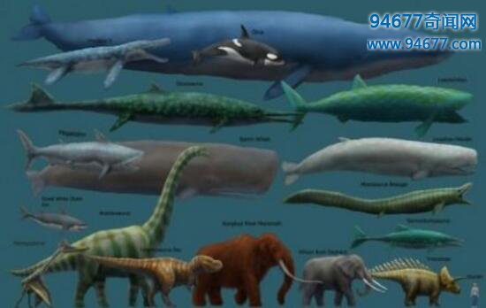 世界上最大的鲸鱼，海洋霸主蓝鲸(体重堪比3000人总和)