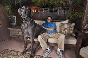 世界上最大的狗合集，人类最忠诚的巨型战犬