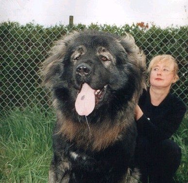世界上最大的狗排名：高加索犬“犬中之王”