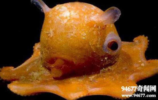 世界上最萌的章鱼，小猪章鱼(面带微笑眼底发光)