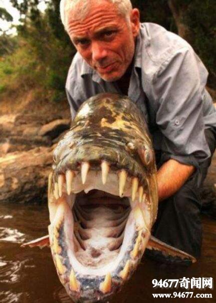 巨型水虎鱼，恐怖食人鱼/腹中发现人类头骨