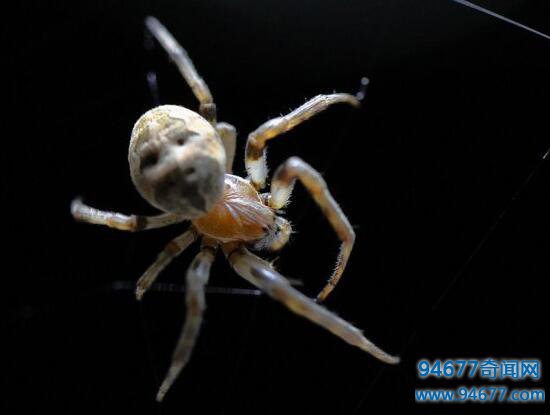 世界上最可爱的蜘蛛——人面蜘蛛（酷似人脸）