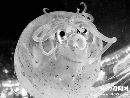 世界上最萌的章鱼，小猪章鱼(面带微笑眼底发光)