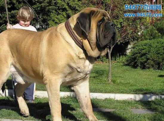 世界上体型最大的四种狗，马士提夫獒犬能当人坐骑