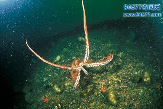 世界上最大的章鱼，北太平洋巨型章鱼(长9米重544斤)