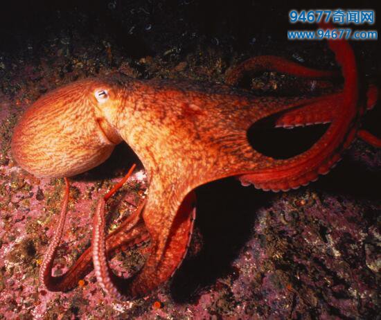世界上最大的章鱼，北太平洋巨型章鱼(长9米重544斤)