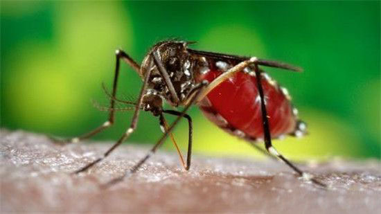 全球最致命动物杀手,世界上有7000万的人被蚊子杀死
