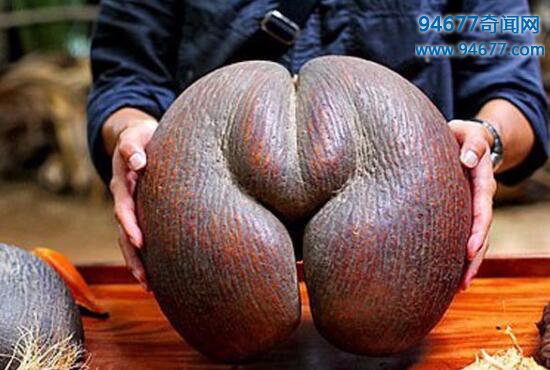 世界上最大最邪恶的果实，“性爱圣果”海椰子让你脸红心跳