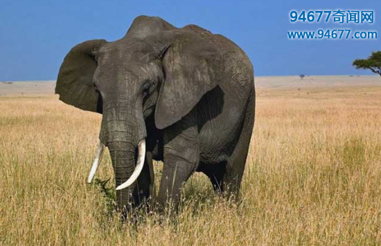大象的寿命有多长，比人类更长寿一般能活80岁