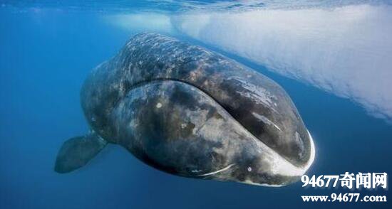 史上最大的鲸鱼合集，蓝鲸心脏堪比小汽车