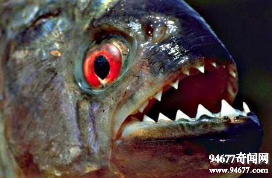 巨型水虎鱼，恐怖食人鱼/腹中发现人类头骨