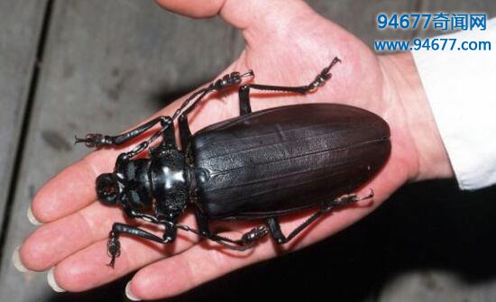 世界上最大的甲虫，从不进食的泰坦甲虫(最长23CM)