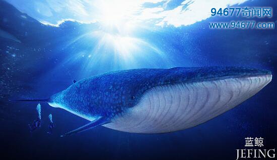 世界上最大的鲸鱼，海洋霸主蓝鲸(体重堪比3000人总和)