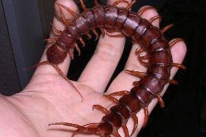 中国最大的蜈蚣，中国红巨龙蜈蚣(体长20CM)