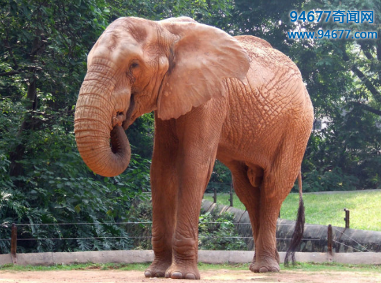 大象的寿命有多长，比人类更长寿一般能活80岁