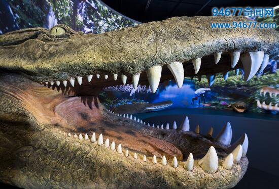史前“巨鳄”普鲁斯鳄，已被证实是恐龙天敌