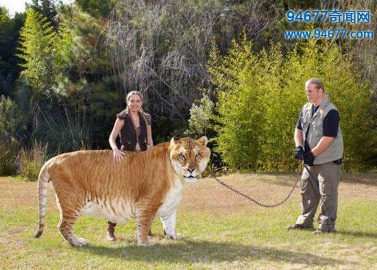 世界上最大的狮虎兽，狮子老虎的结晶“大力神”(重836斤)
