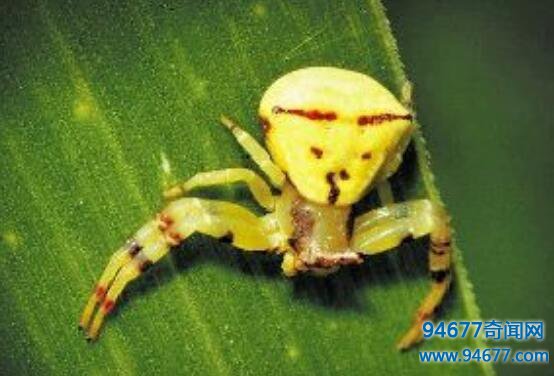 世界上最可爱的蜘蛛——人面蜘蛛（酷似人脸）