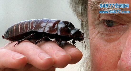 最奇葩的宠物——秘鲁巨人蟑螂，有翅膀却不能飞行的宠物蟑螂